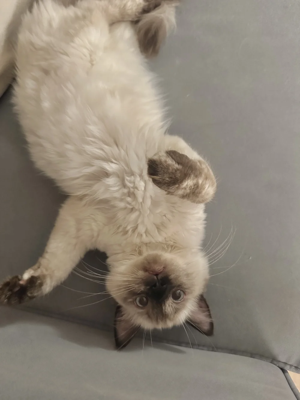 mochi.JPG