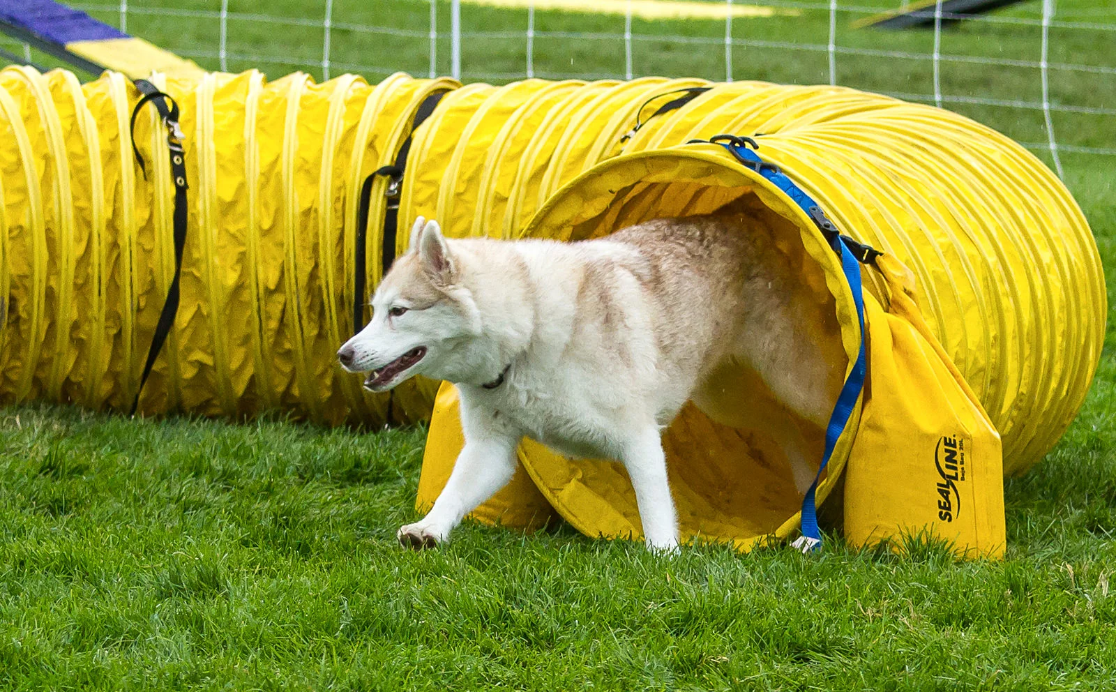 Registration — Wenatchee Kennel Club