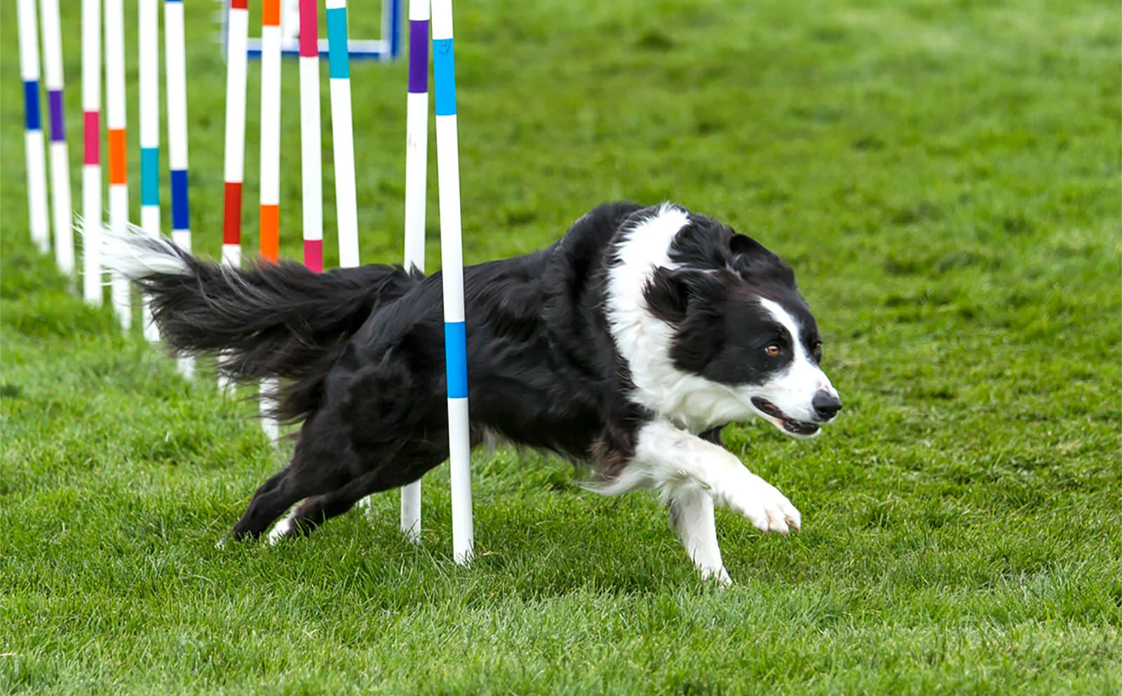 Wenatchee Kennel Club