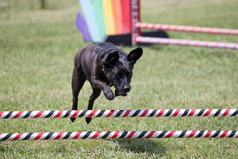 Evita over jump reduced.jpg