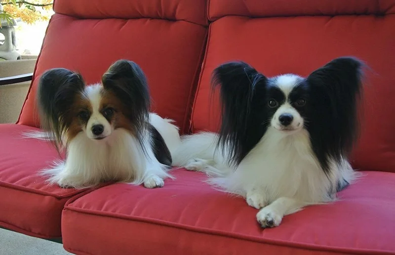 Papillons reduced.jpg