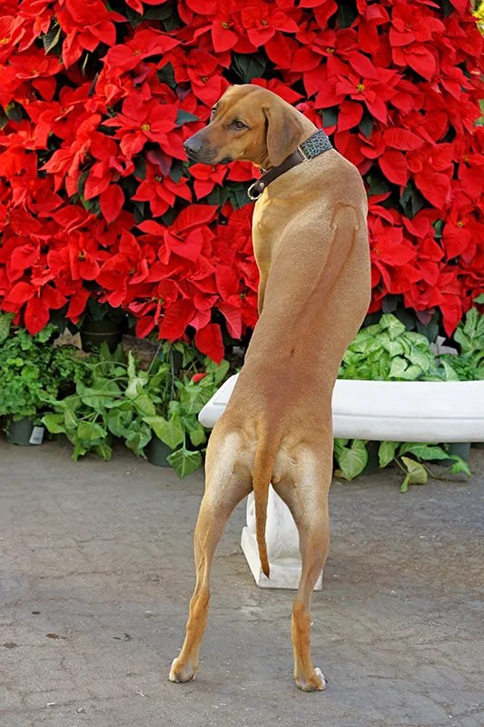 Zana wtih poinsettias reduced.jpg