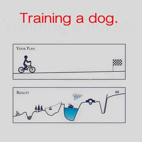 Training a dog copy.jpg