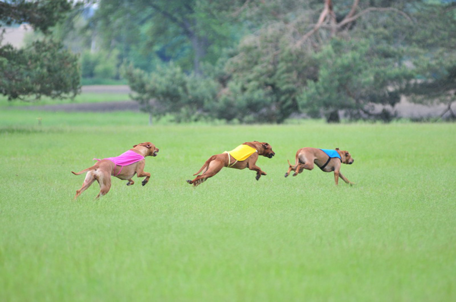 Lure coursing 3 dogs banner.jpg