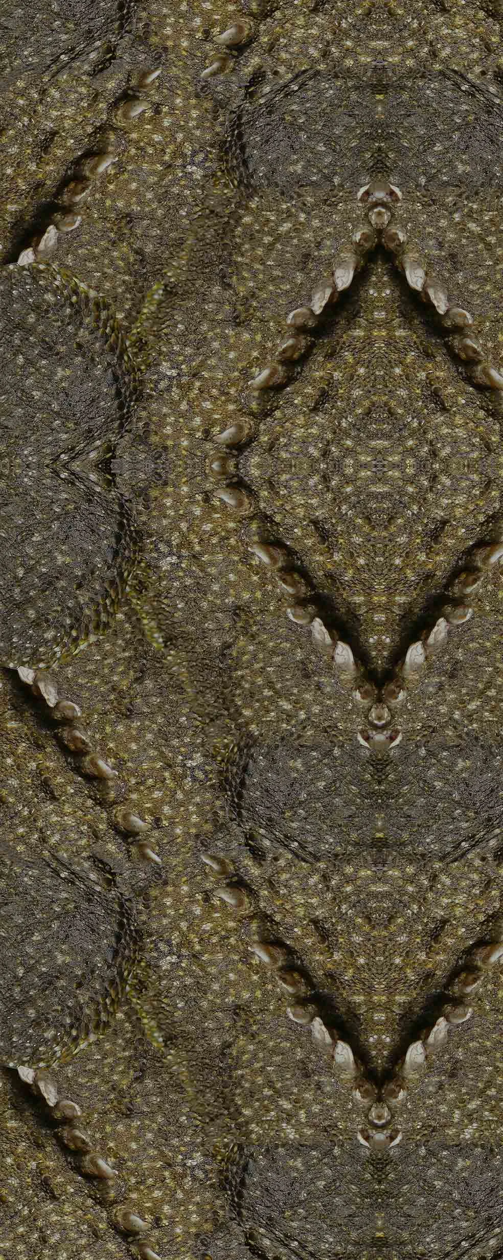 Tuatara