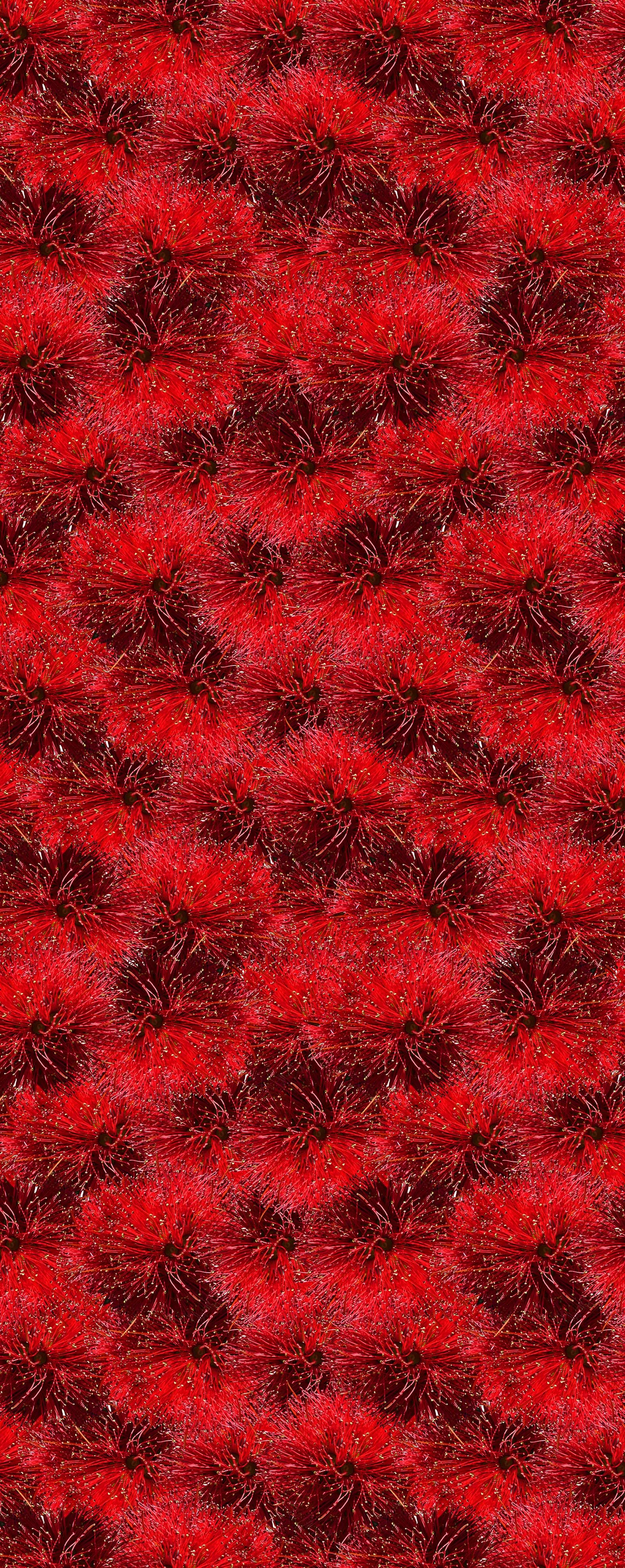 Pōhutukawa