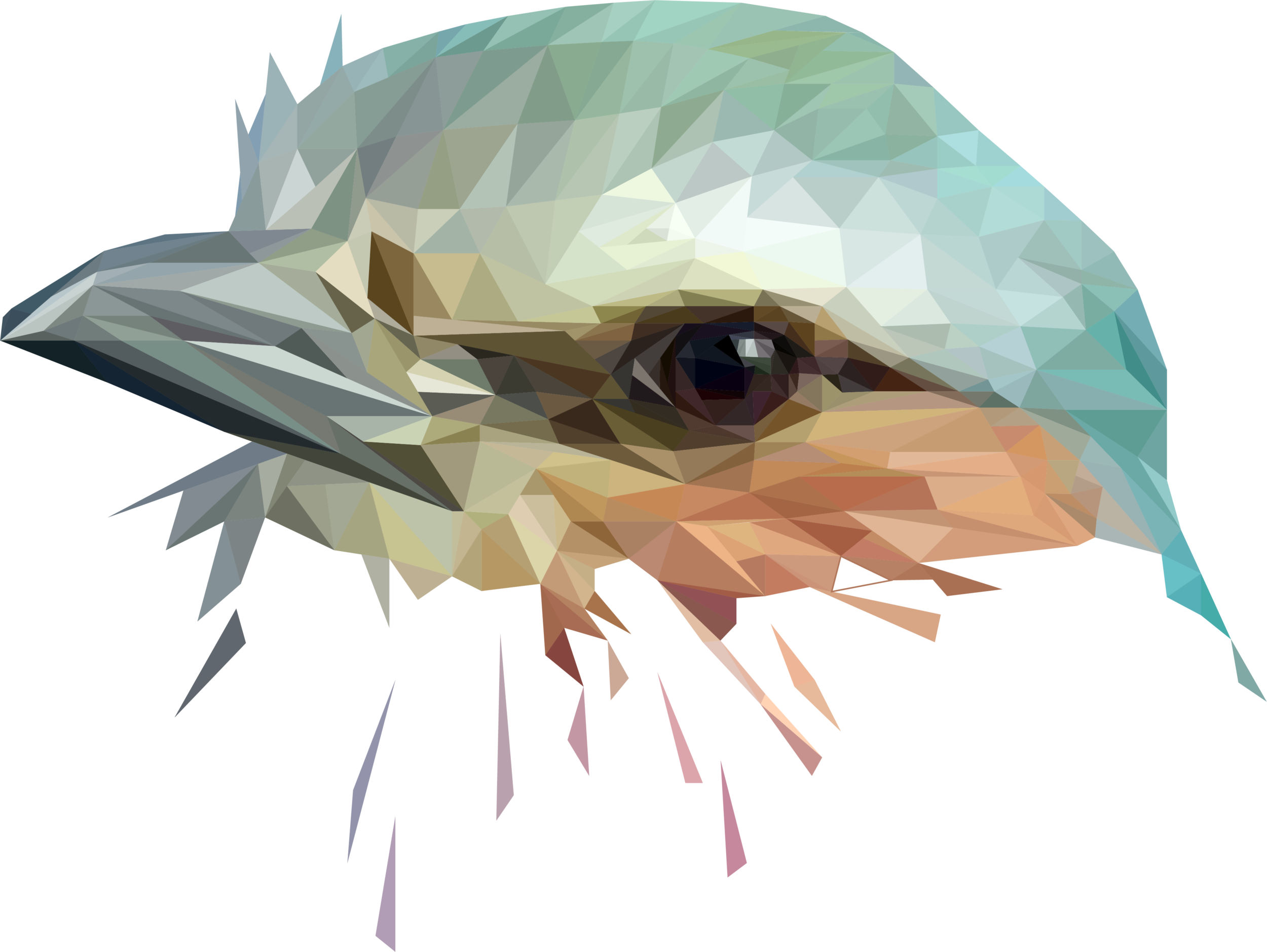 polybird2.png