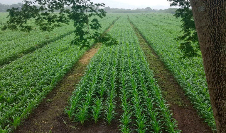 The fertile Sula Valley in northern Honduras produces 63 percent of the country's GDP.
