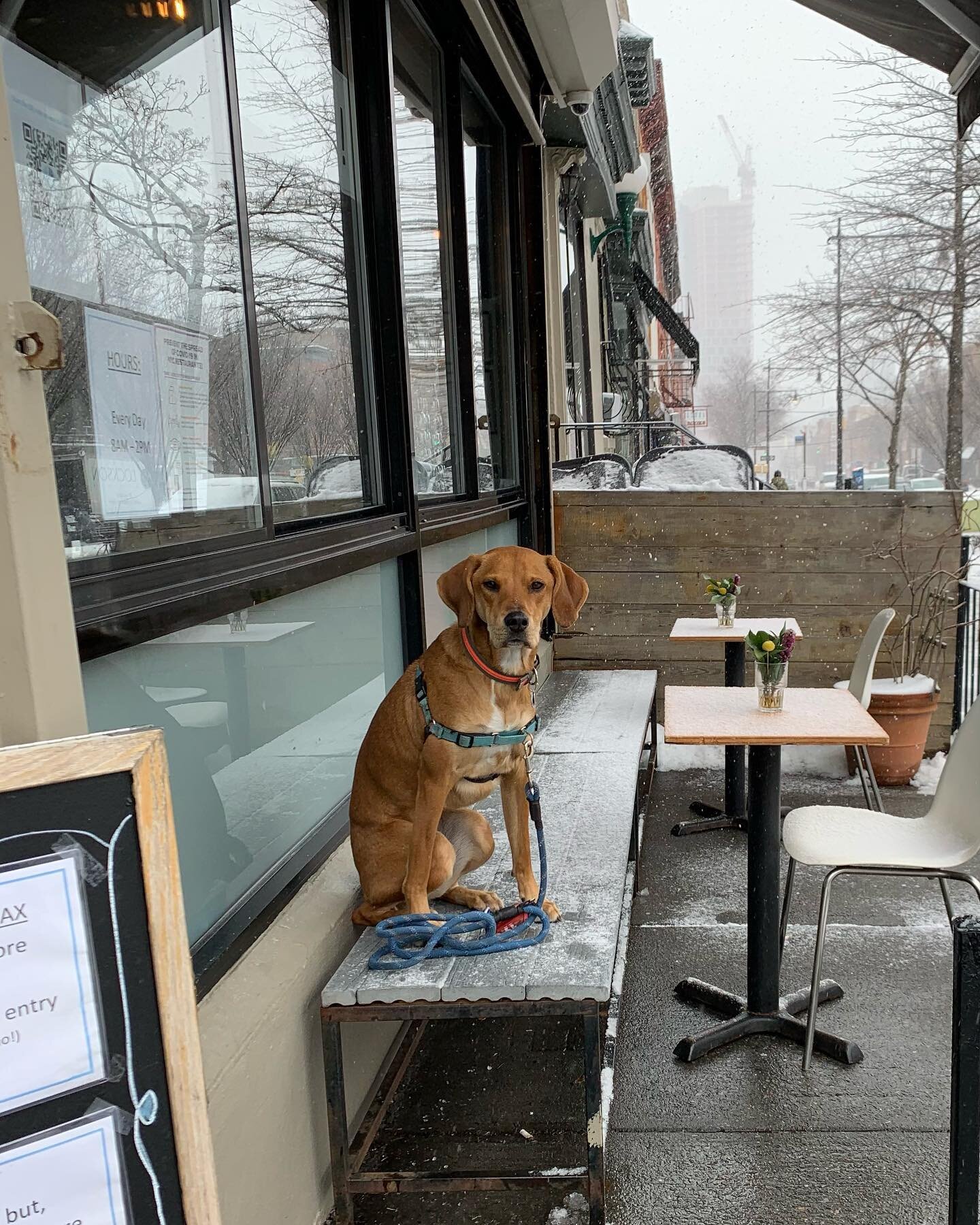 Roxy says &ldquo;what a pleasant place to enjoy a coffee, even in the flurries.&rdquo; ❄️ ☕️ 🐕 💕