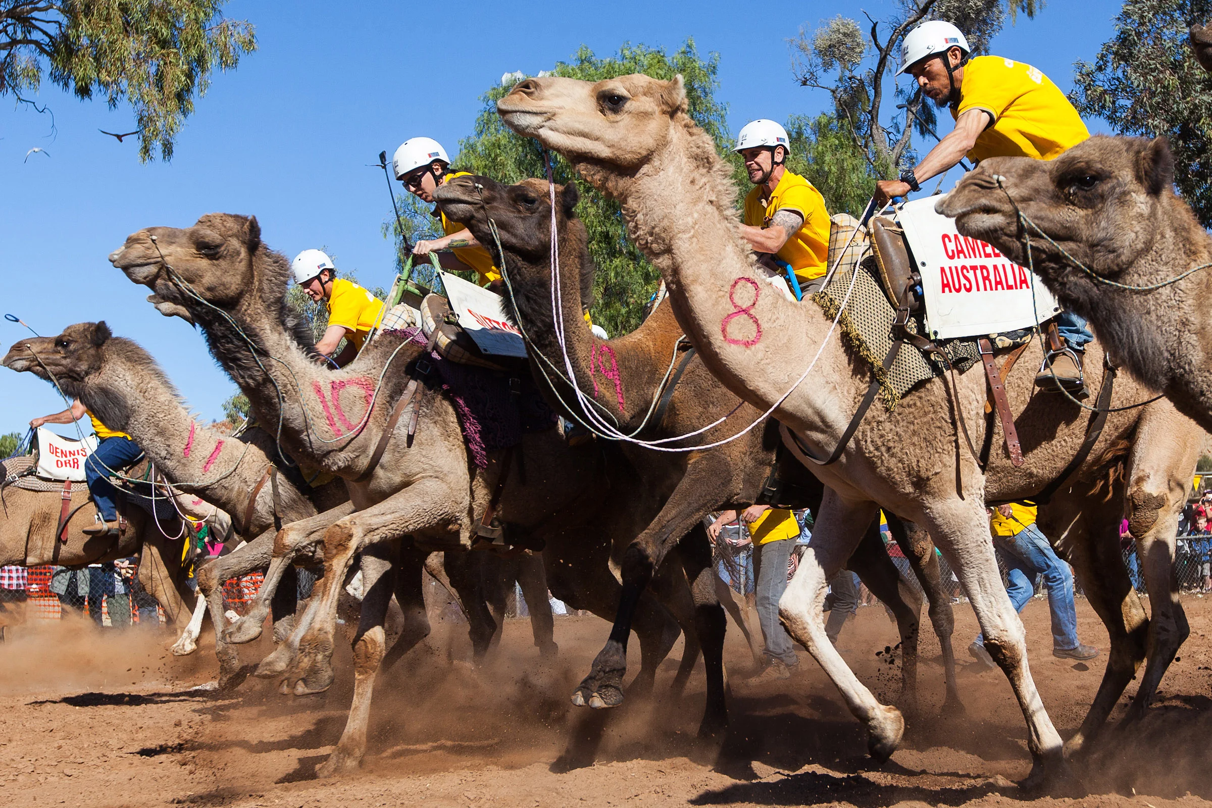 CamelCup.jpg
