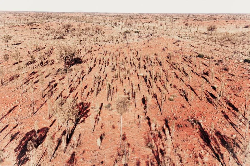 outback-eucalyptus-trees-near-uluru-australia-conde-nast-traveller-24nov15-alistair-taylor-young.jpg
