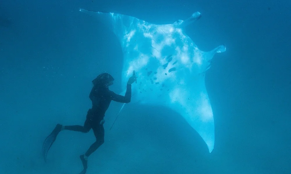 manta-1.jpg