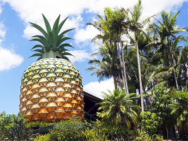 1BigPineapple.jpg