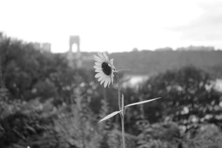 Flower.jpg