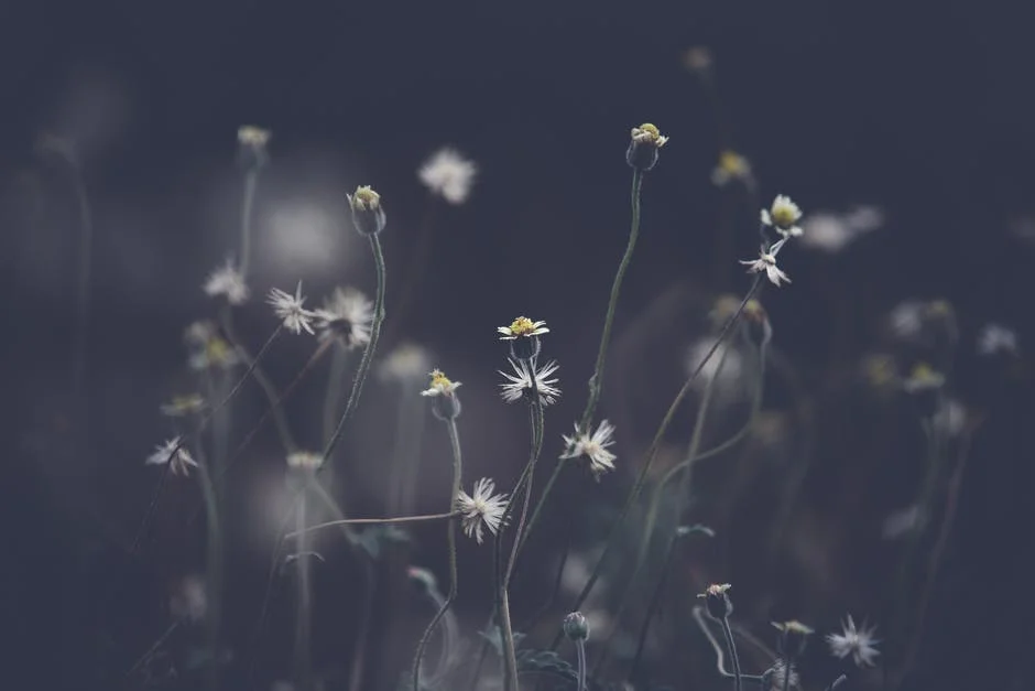 daisies.jpeg