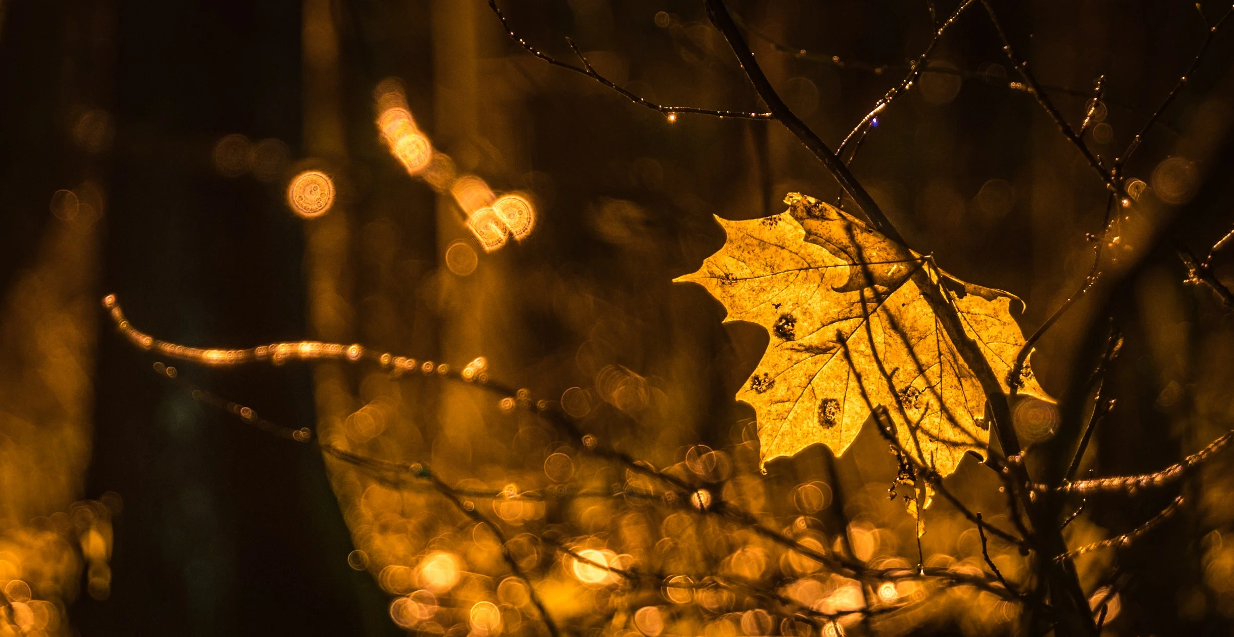 autumn-blurred-background-bokeh-754072.jpg