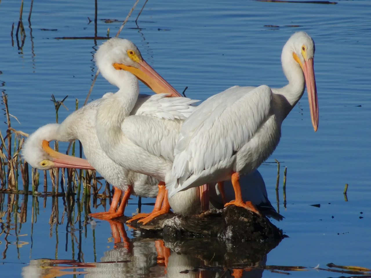 Squaw_Creek_Pelicans.jpg