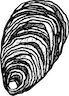 Edited Oyster_WhiteBKG_Update.png