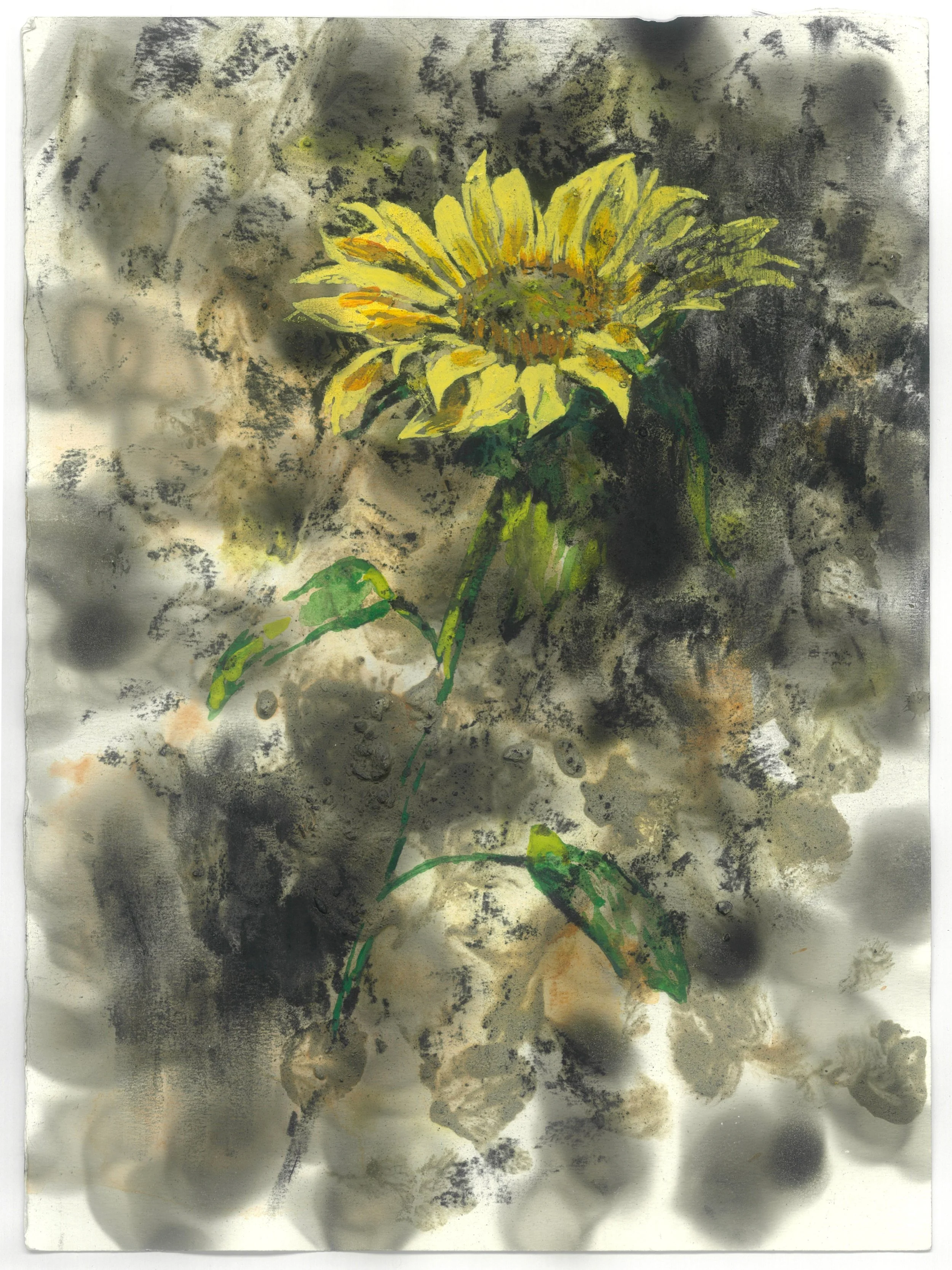 A Sunflower Stands Against Darkness