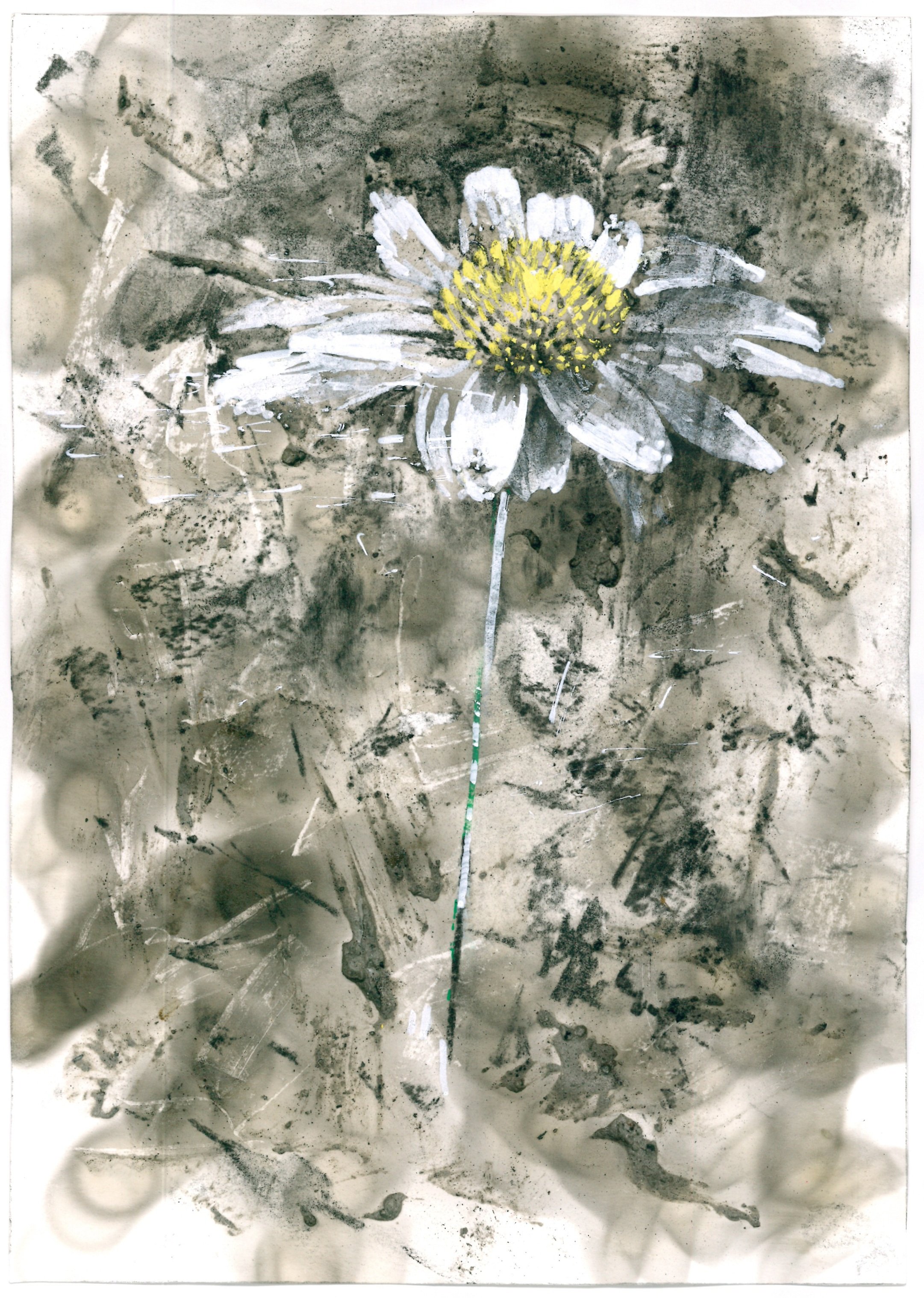 Everlasting flower