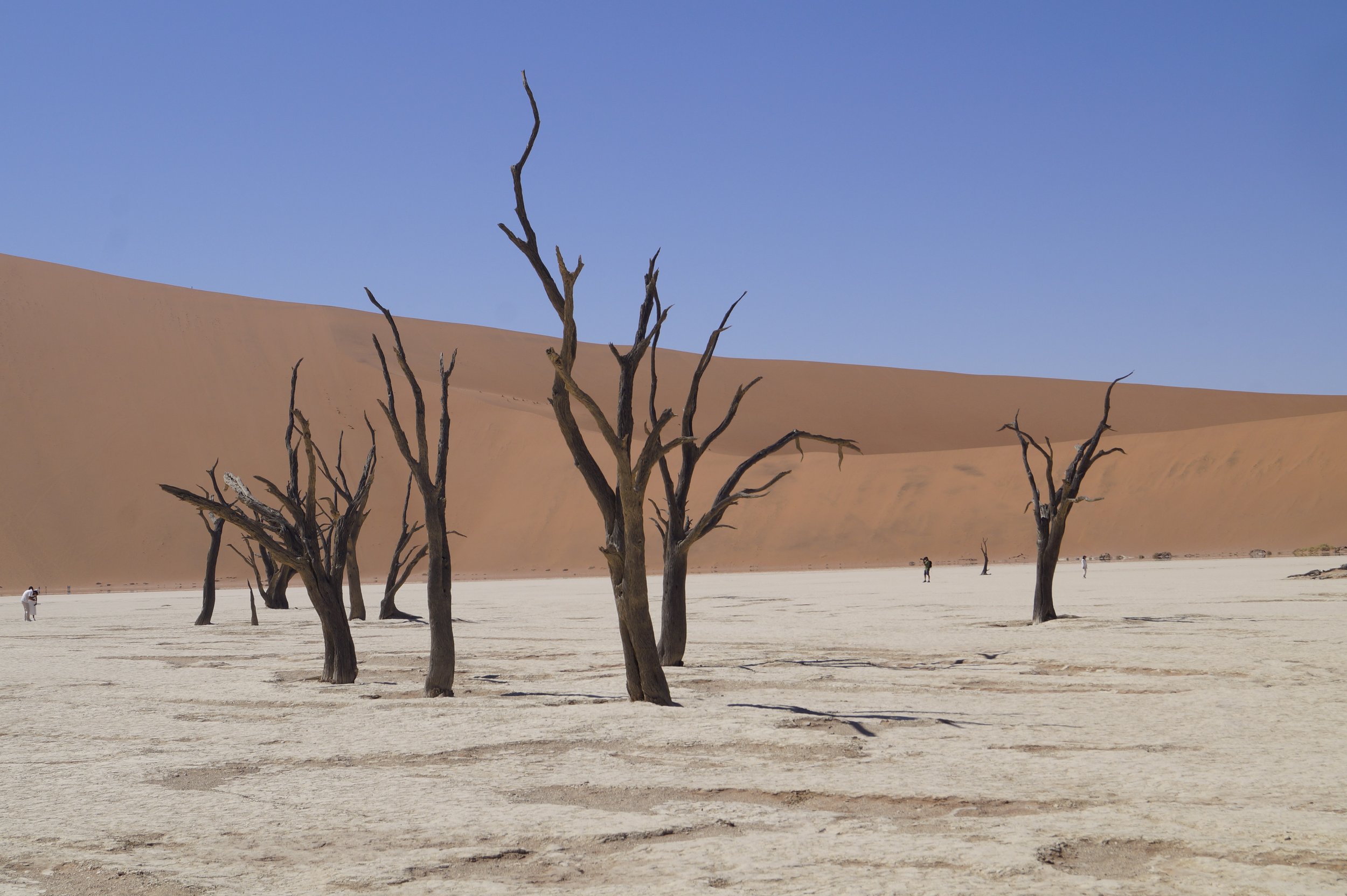 Dance of trees with people