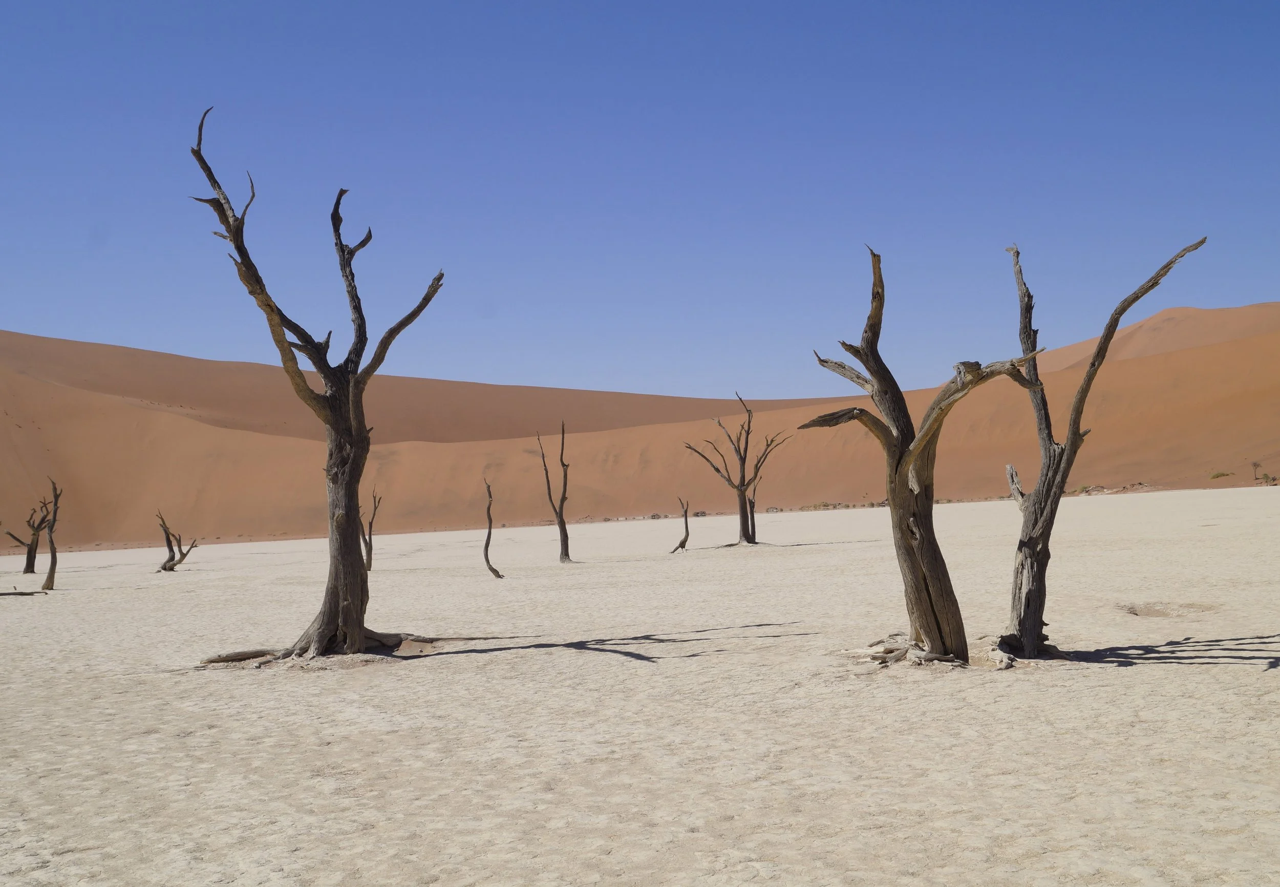 Theatre of resilient trees