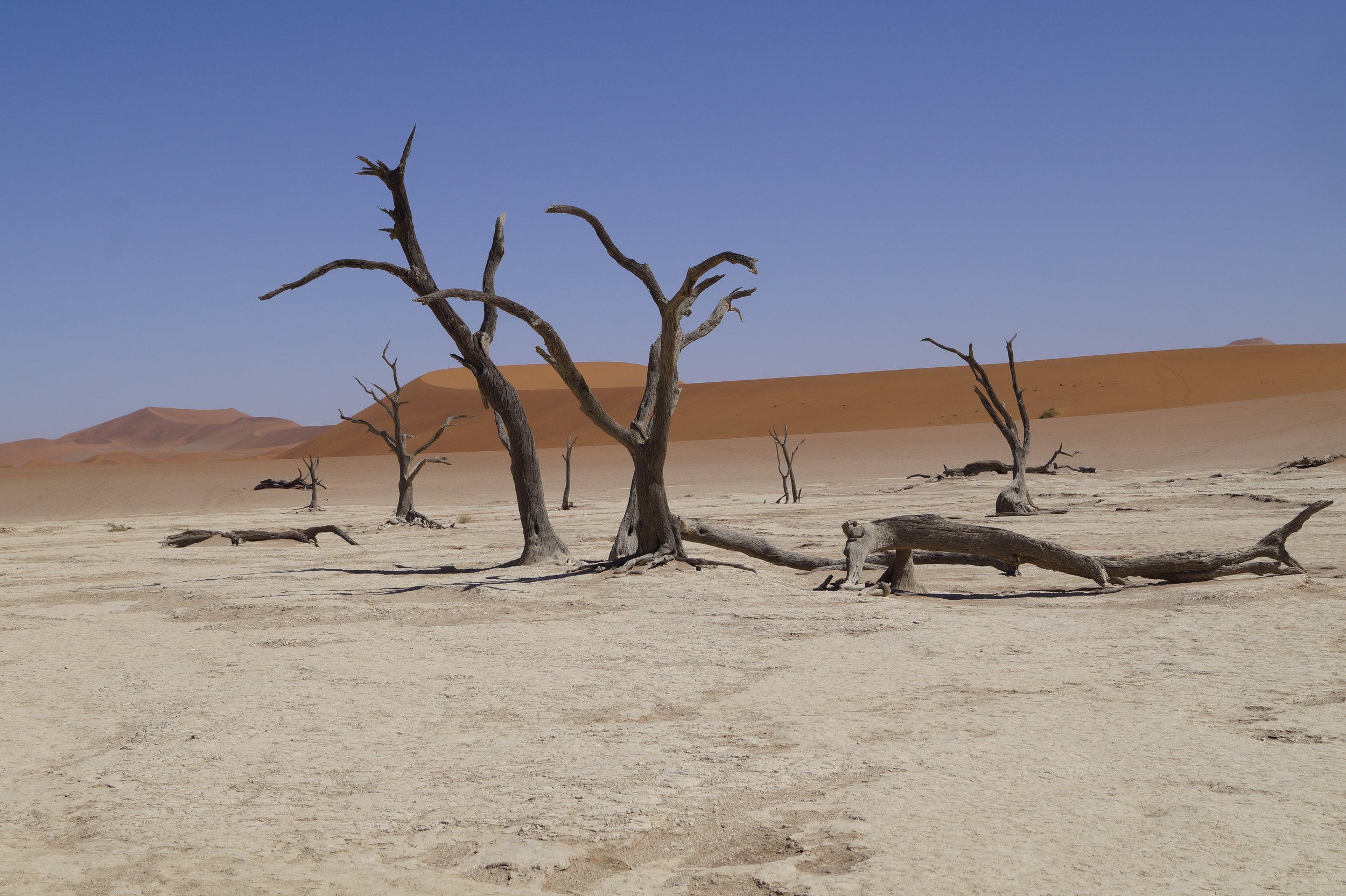 Wrecks of trees