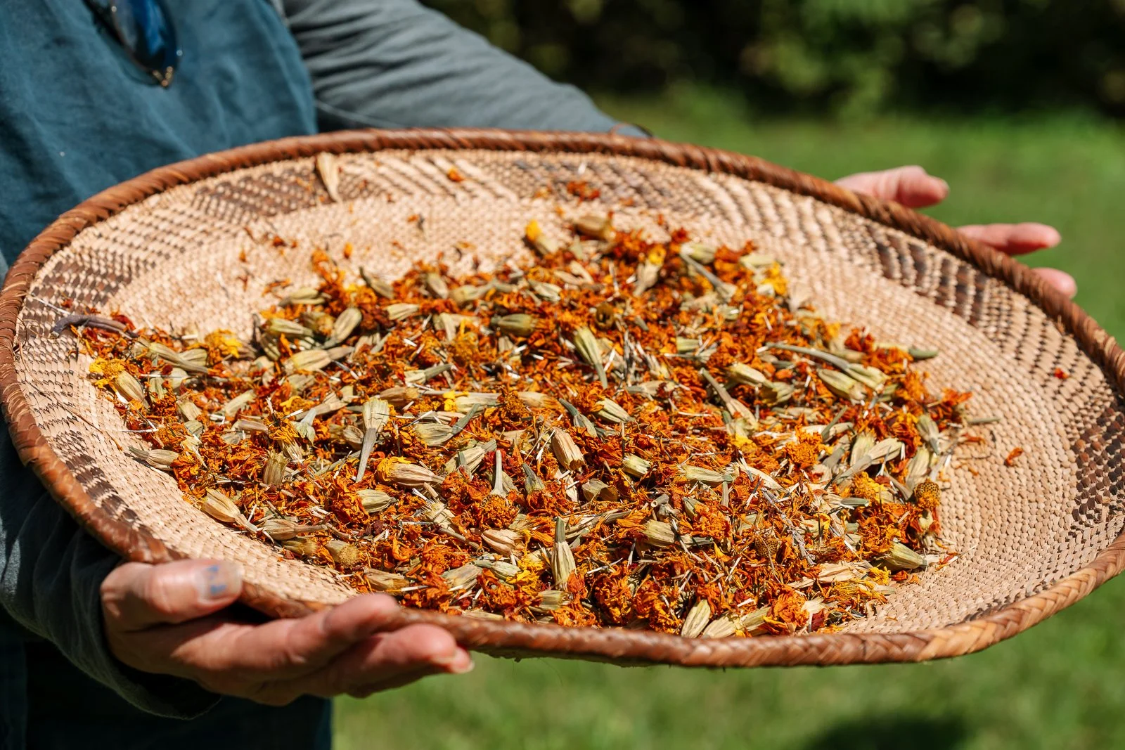 A person holds a shallow woven basket filled with dried orange flower petals and seed pods, likely marigolds, spread out to dry in the sun against a grassy outdoor background.