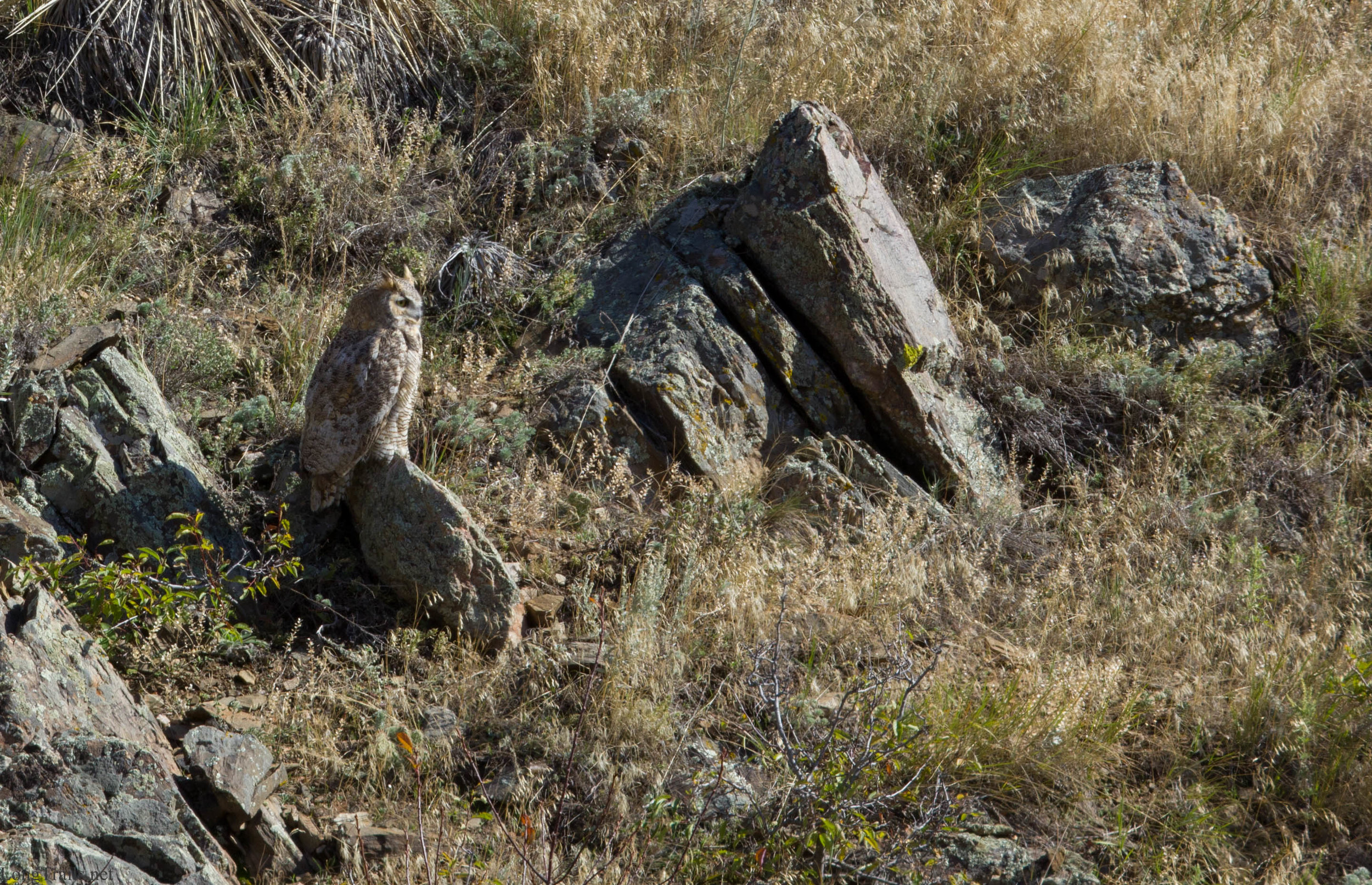 Home Mtn + Owl 032.jpg