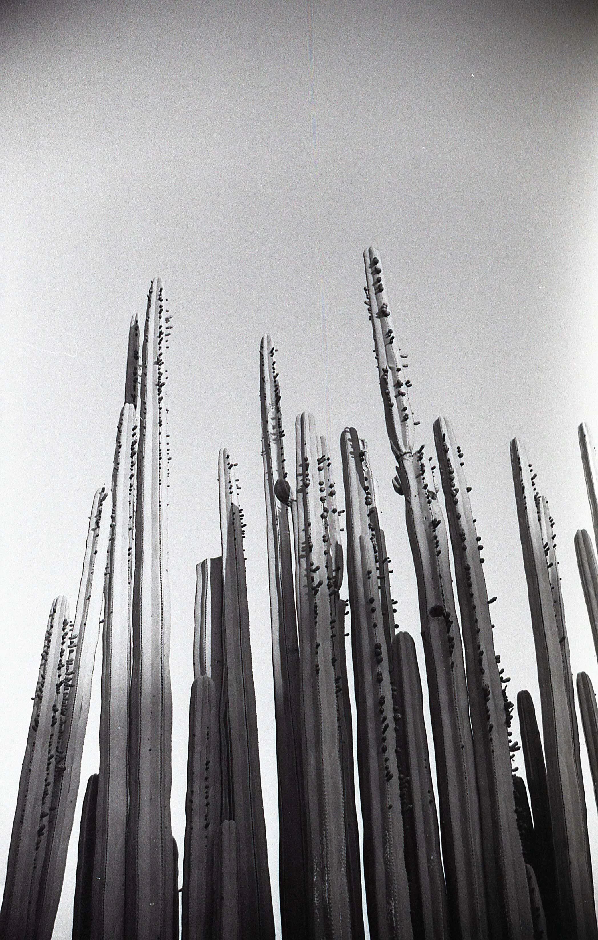 img091.jpg