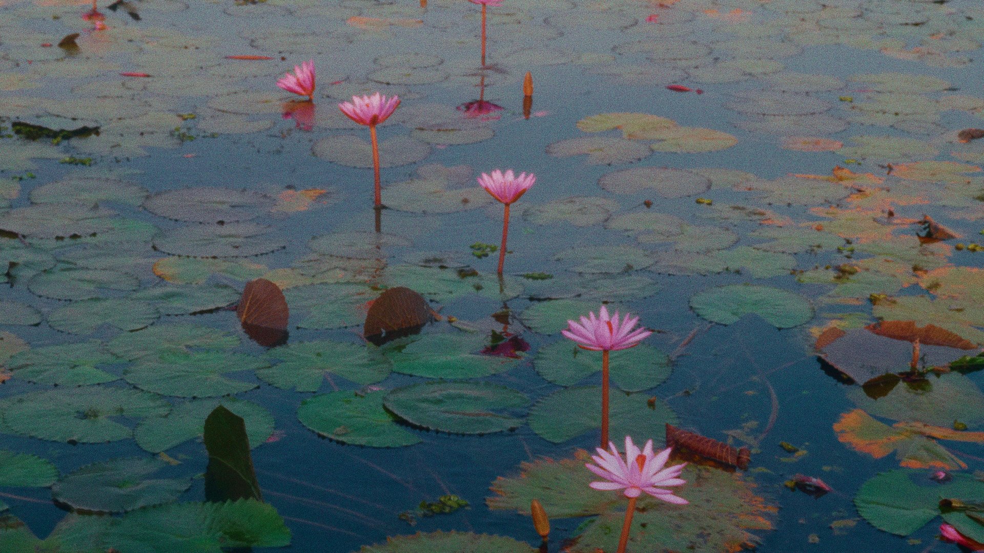 LotusLake_1.18.1.jpg