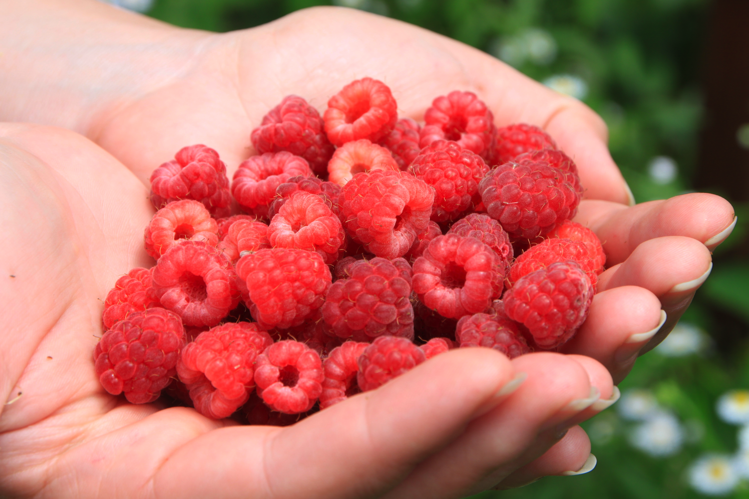rasberries-vvpa.png