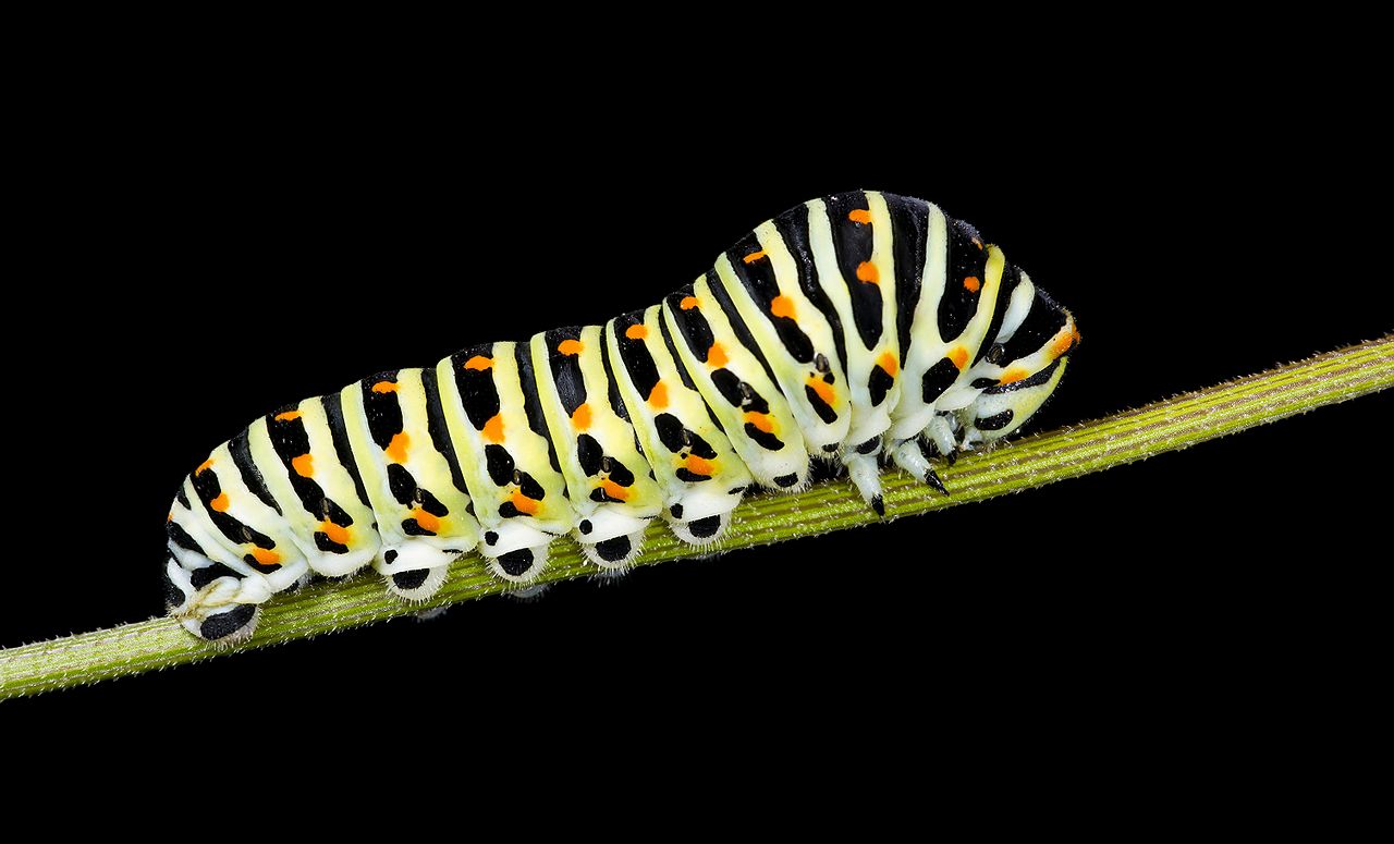catterpiller.jpg