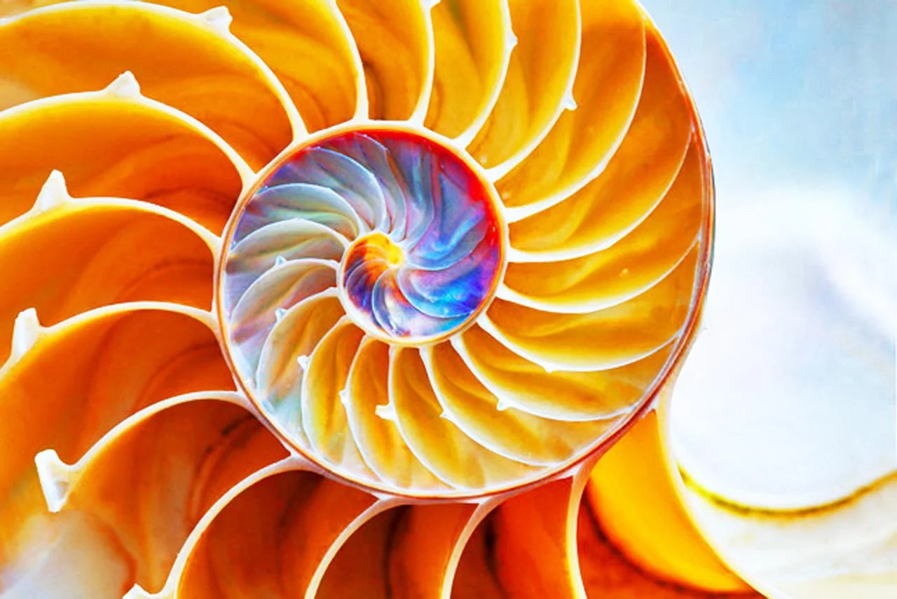 401-Spiral-Shape-of-the-Nautilus-Shell-GA.jpg