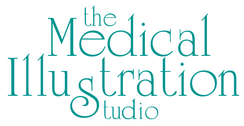 The Medical Illustration Studio
