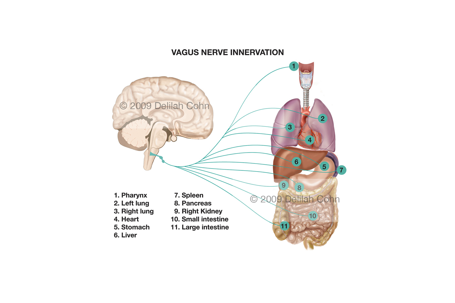 Vagus Nerve Distribution