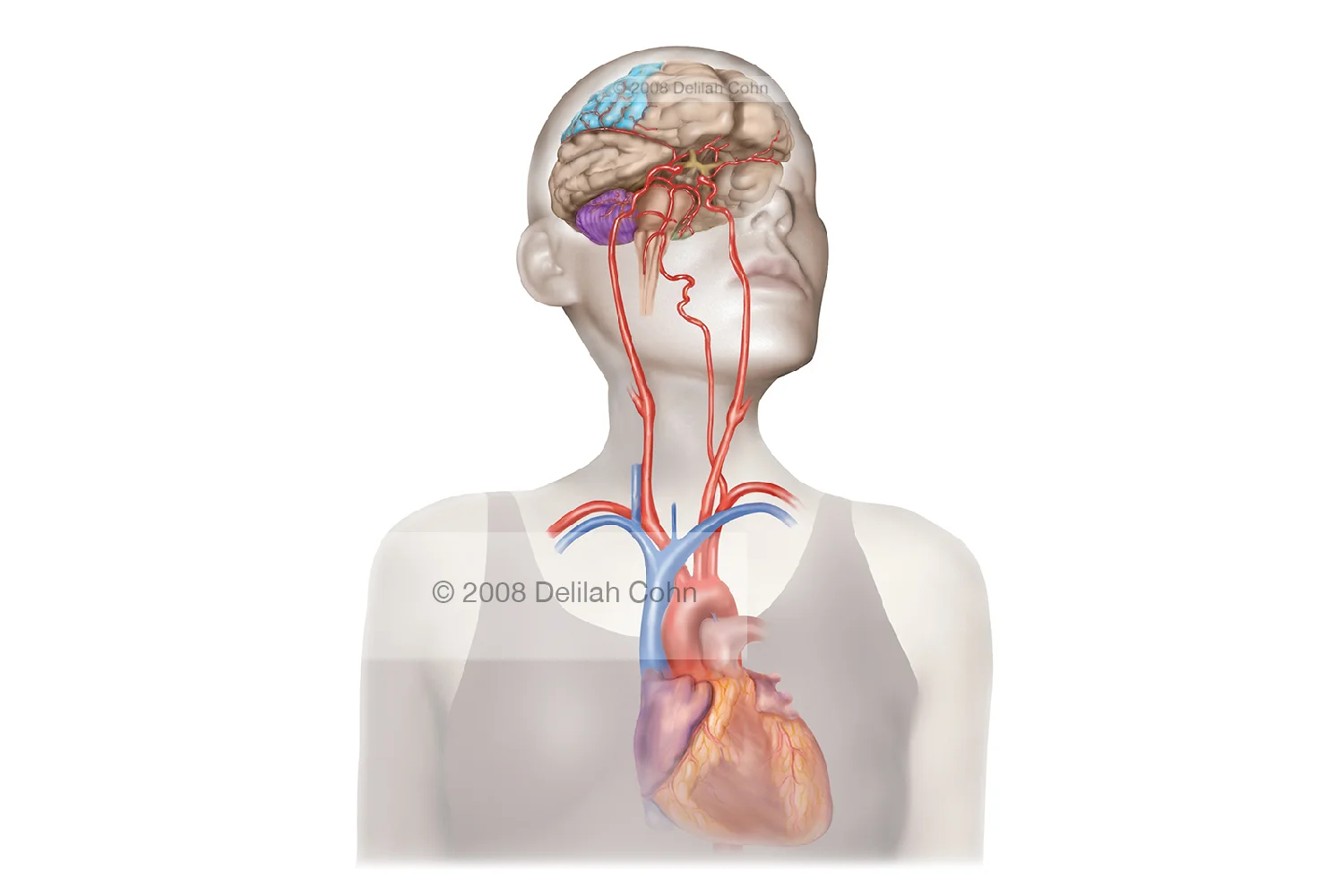 Blood Circulation from the Heart to the Brain