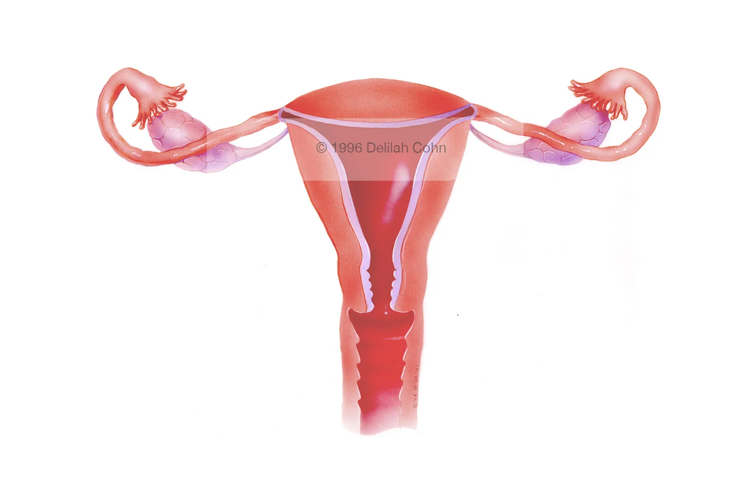 Female Reproductive Organs