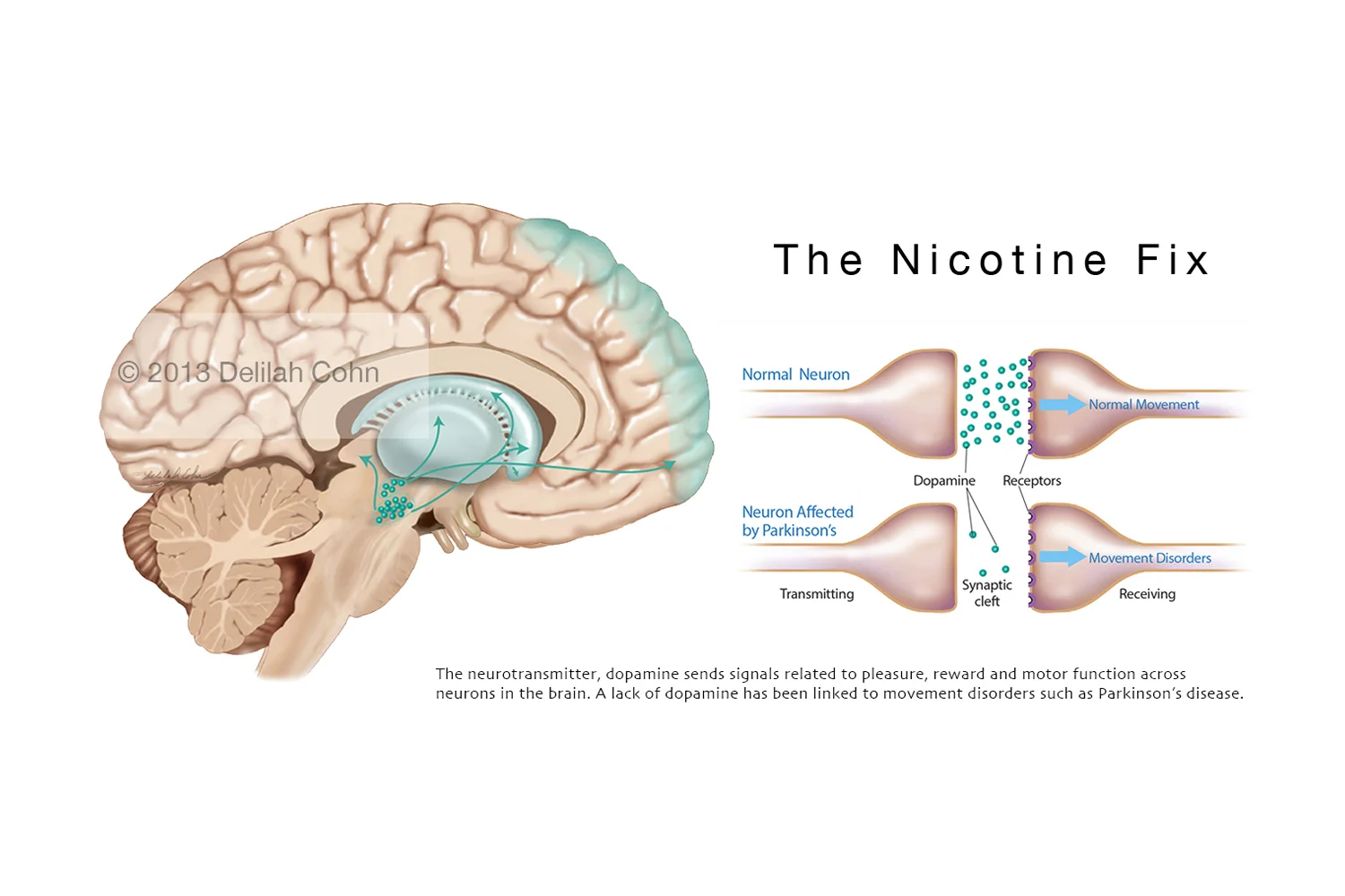 Nicotine, Dopamine and the Brain