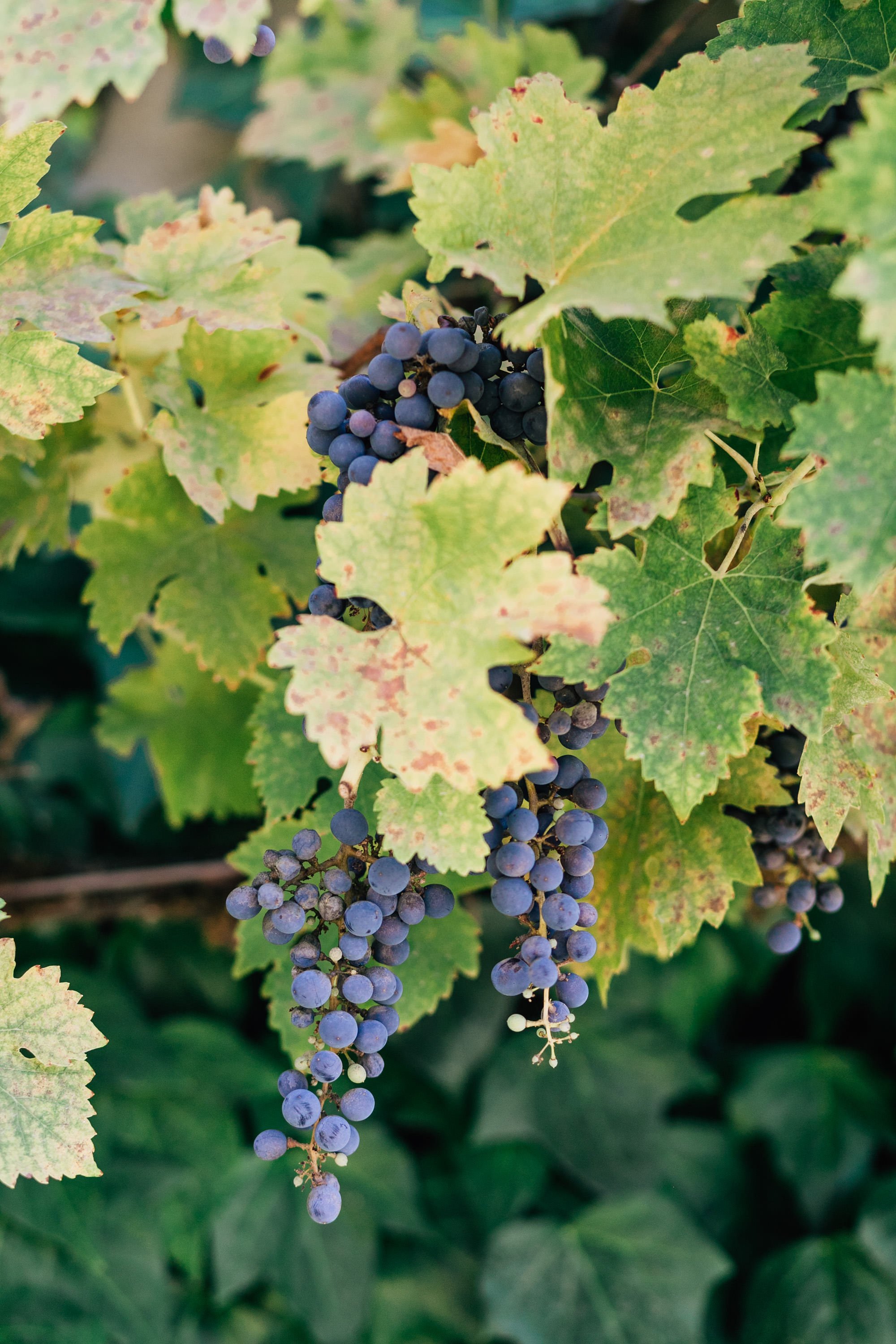 grape-vines-chateau-lill-winery-jenna-bechtholt-photography