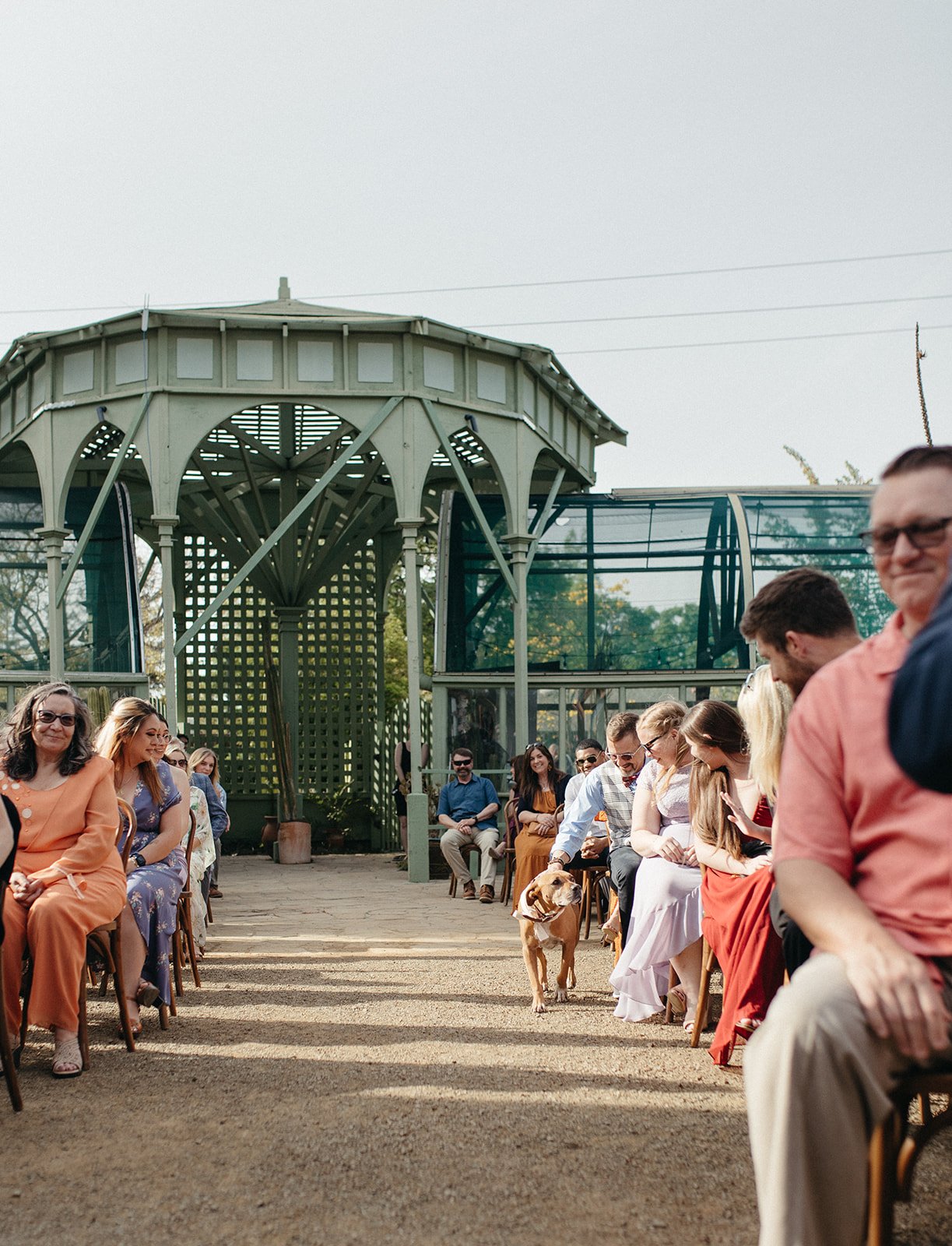 pacific-engagements-ruth-bancroft-gardens-wedding-photos-dog-walking-down-ceremony-aisle-sam-minter-photography