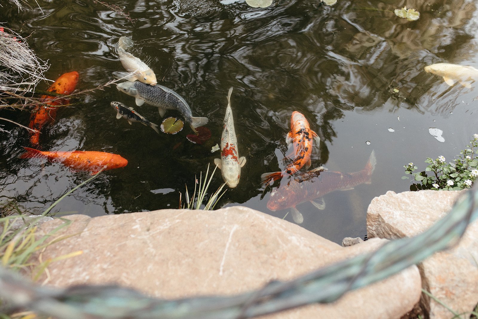 pacific-engagements-ruth-bancroft-gardens-wedding-photos-sam-minter-photography-koi-pond