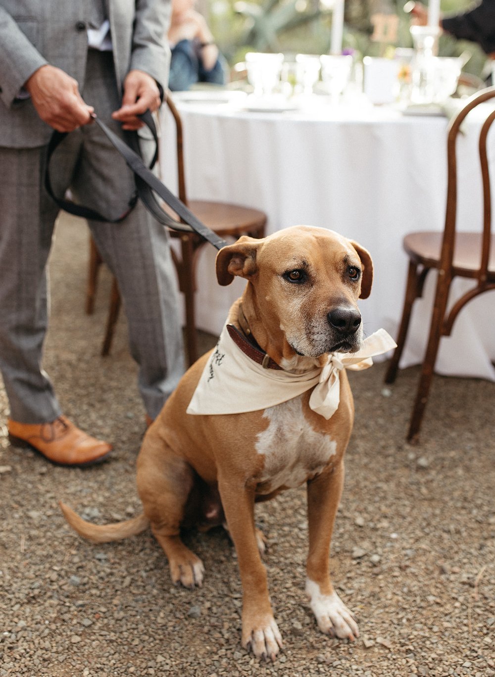 pacific-engagements-ruth-bancroft-gardens-wedding-dog-outfit-photos-sam-minter-photography