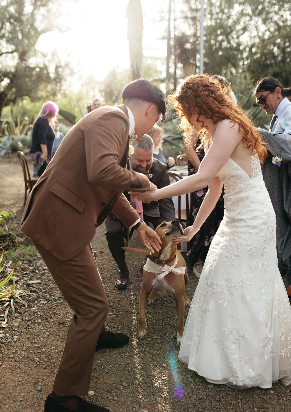 pacific-engagements-ruth-bancroft-gardens-wedding-dog-photos-sam-minter-photography