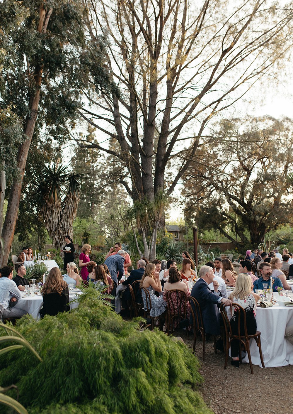 pacific-engagements-ruth-bancroft-gardens-wedding-reception-eucalyptus-grove-sam-minter-photography
