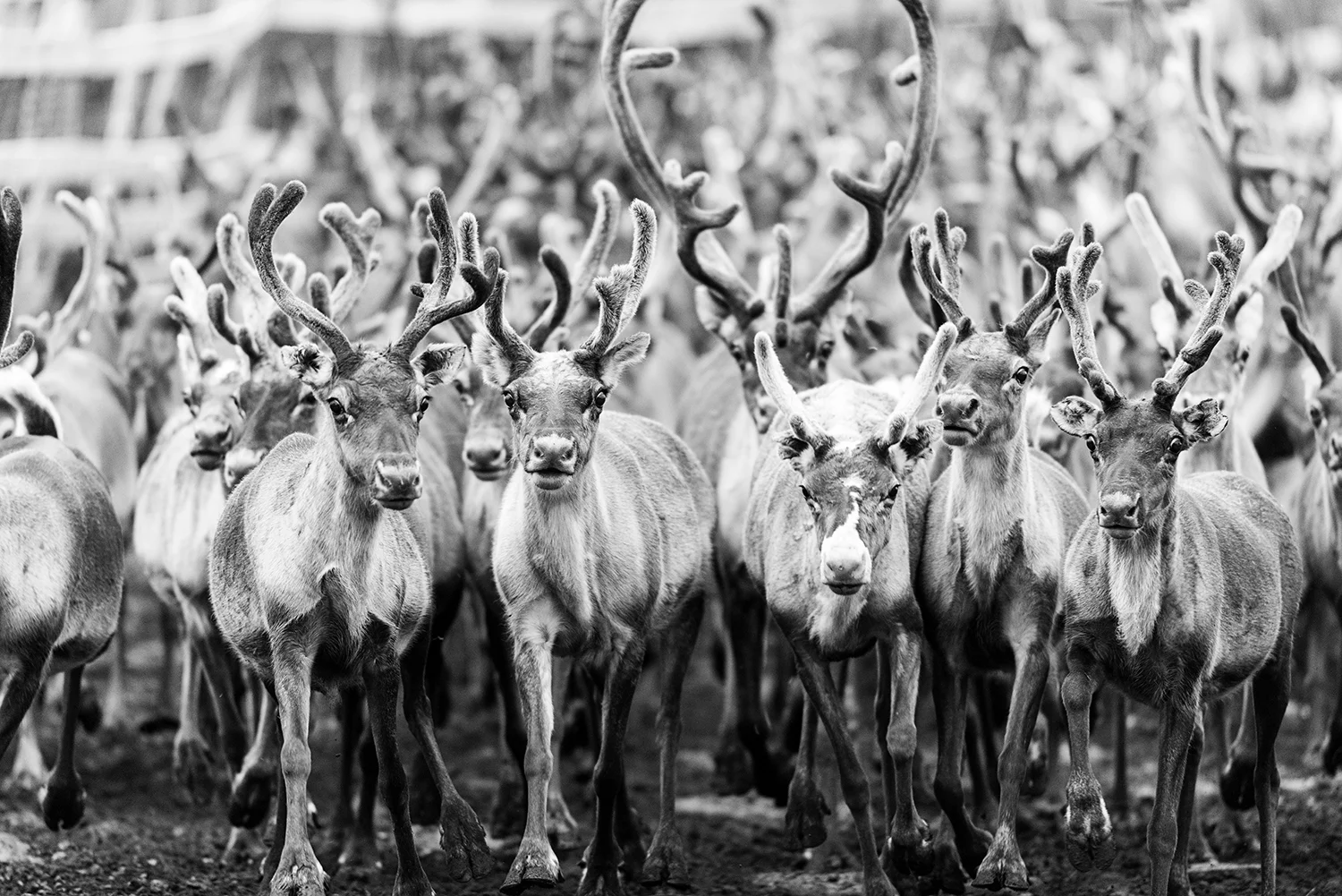 Reindeers photo Ørjan Bertelsen