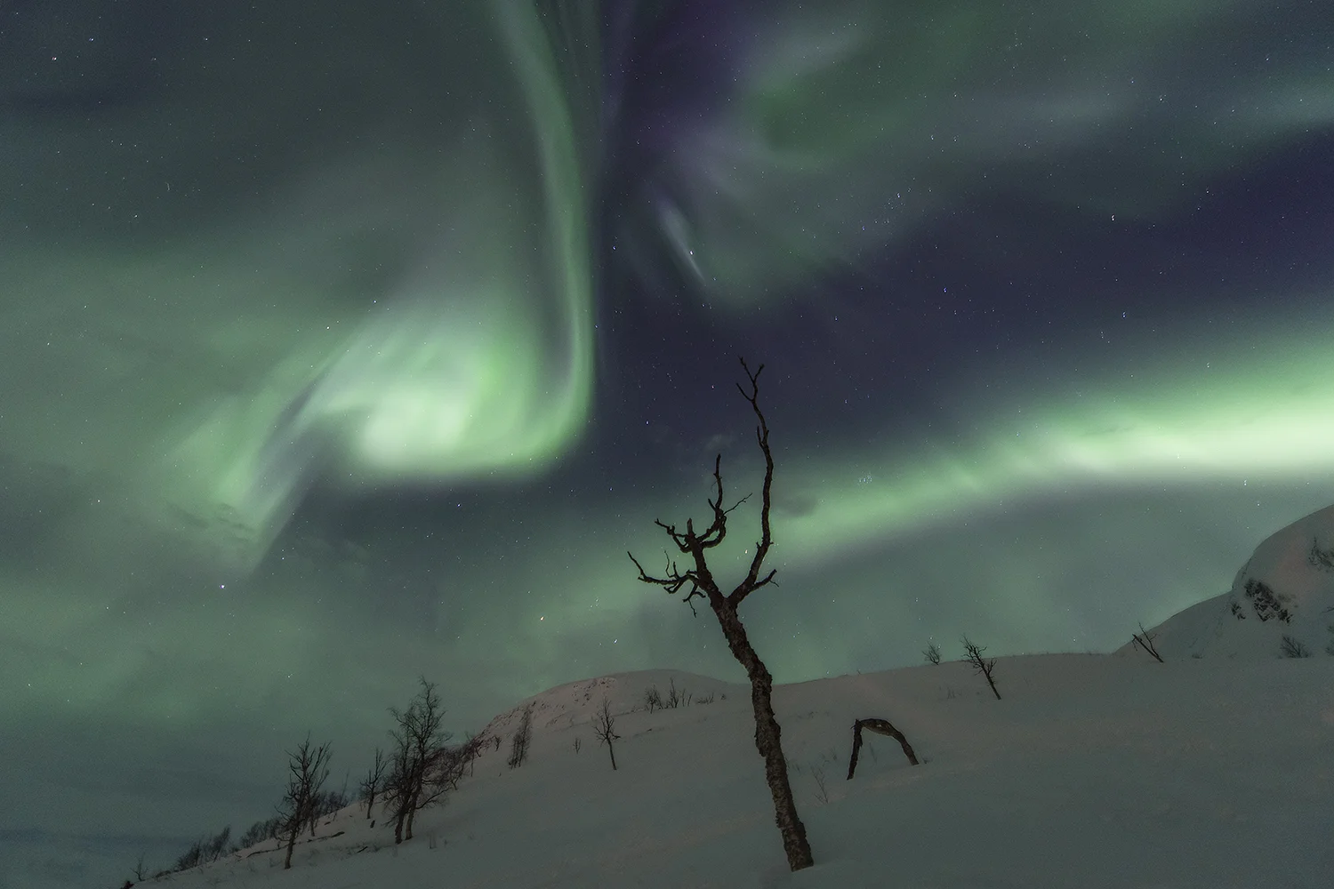 Aurora Tree