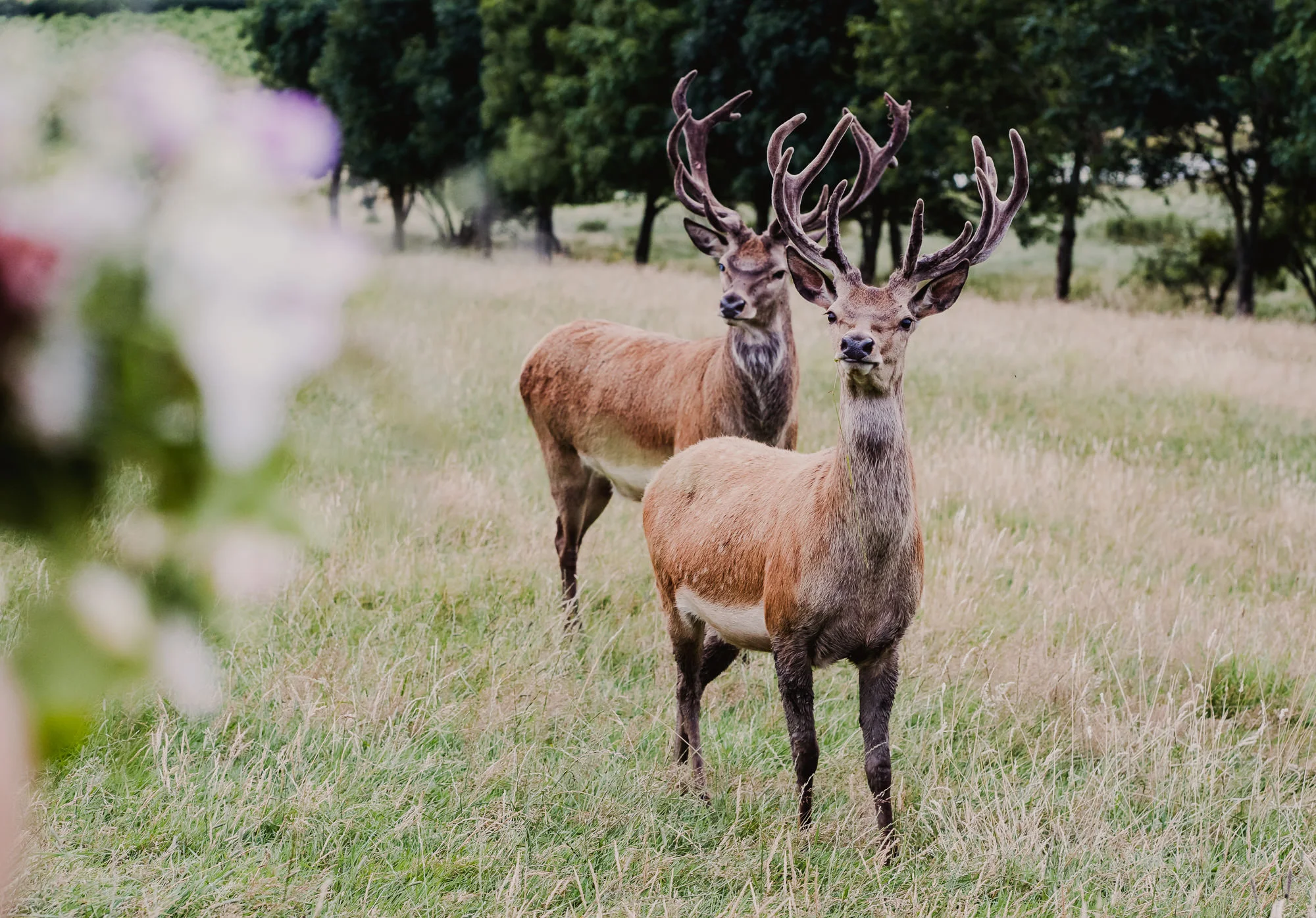 Matt_Heather_Deer_Park_Hall_blog (189).jpg