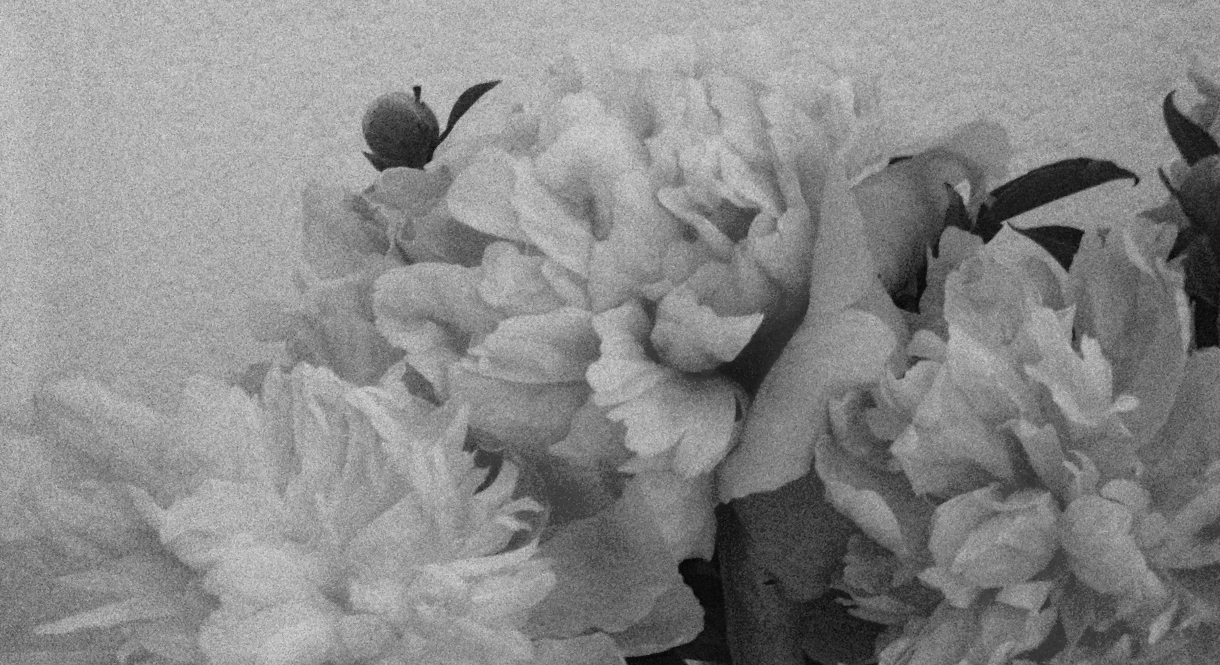 black-and-white-flowers-grainy-717667.jpg