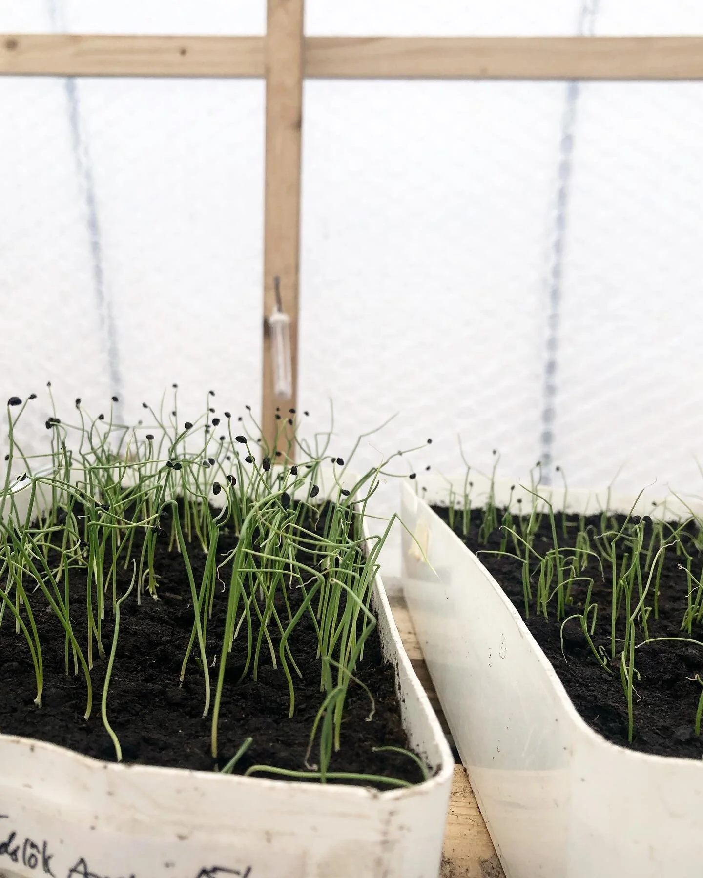 New life in the greenhouse 💚

#springtime #permaculture #greenhouse #stedsansinthewoods